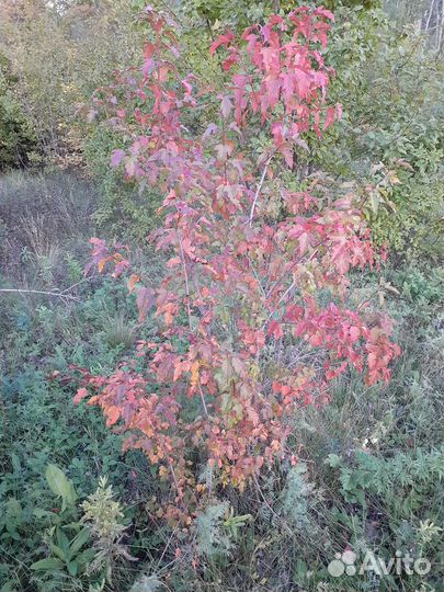 Клен Гиннала саженцы