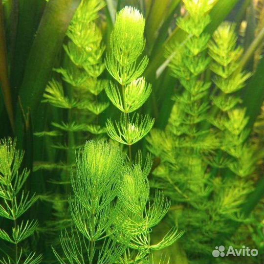 Аквариумные растения, анциструсы, ампулярии