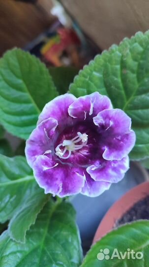 Глоксиния листики