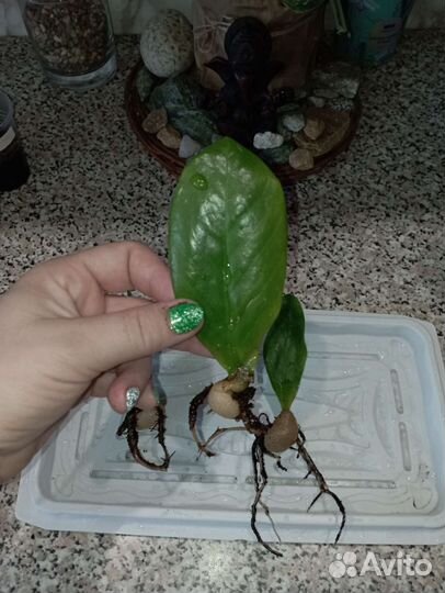 Замиокулькасы