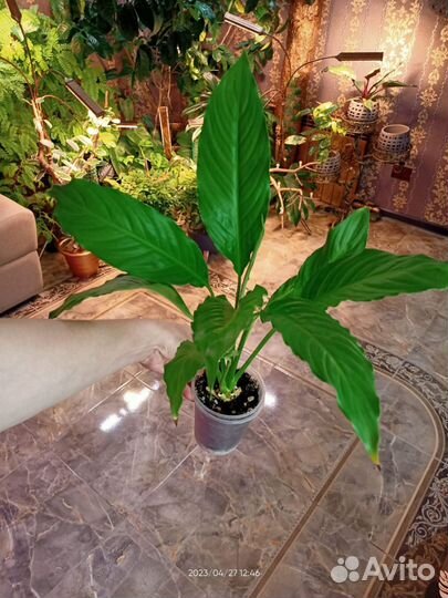 Спатифиллум