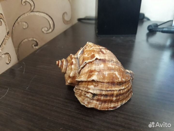 Ракушка морская