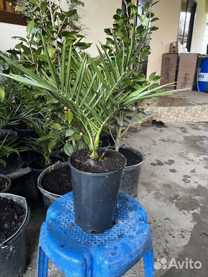 Финиковая пальма