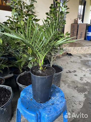 Финиковая пальма