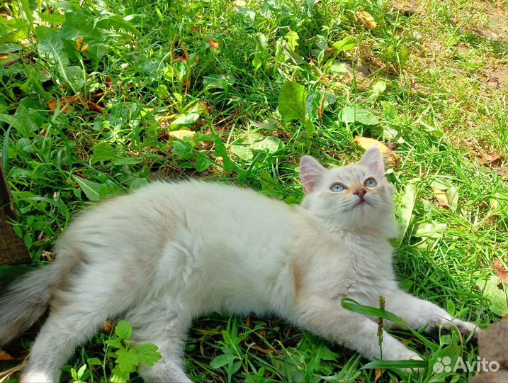 Котёнок девочка Беляночка