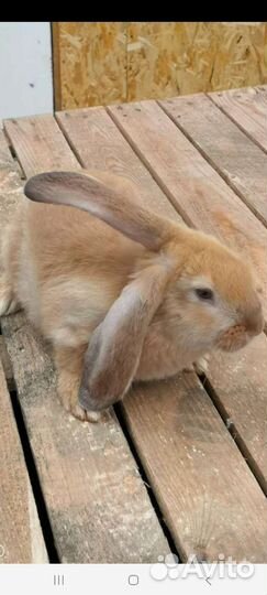 Кролик баран