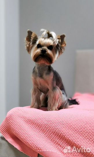 Йорк вязка мальчик