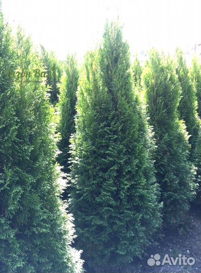 Туя Смарагд