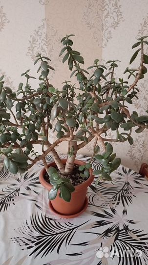 Толстянка яйцевидная