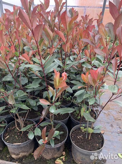 Можжевельник Стрикта