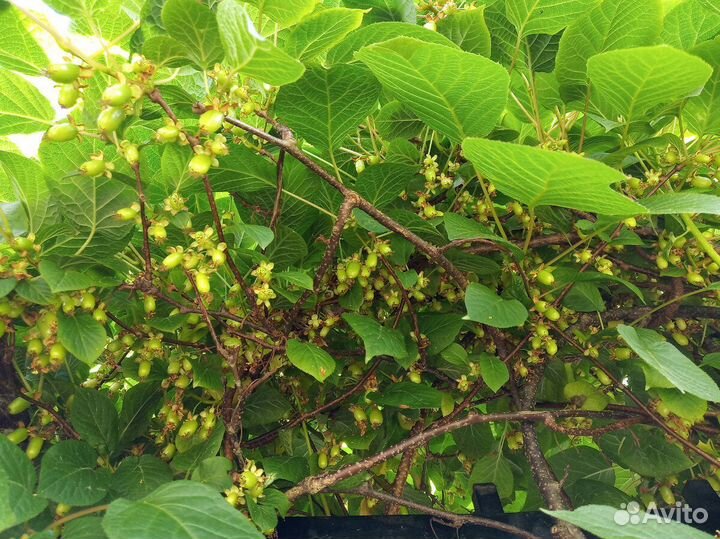 Актинидия коломикта