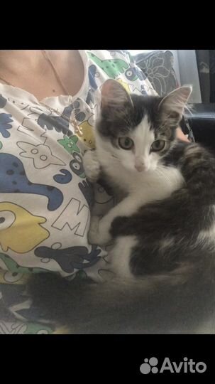 Кошка в дар бесплатно