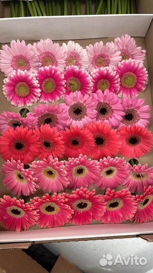 Цветы свежие оптом