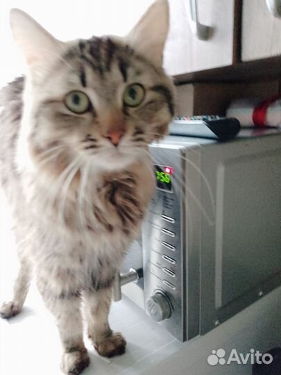 Отдам кота в добрые руки