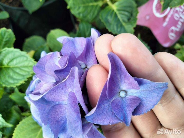 Гортензия Lady Mata Hari