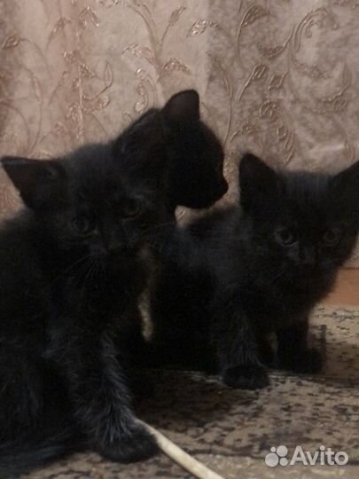 Котята бесплатно
