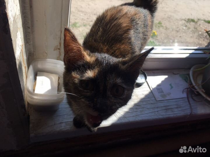 Котята в добрые руки девочки