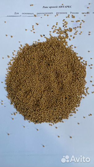 Горчица белая