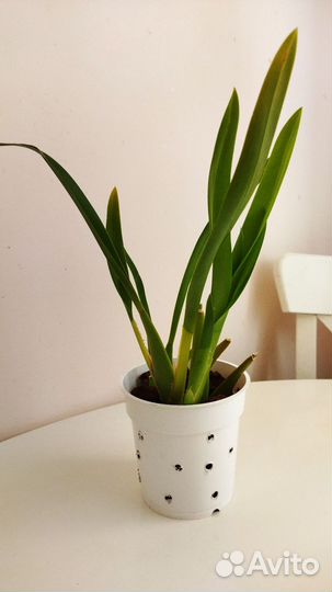 Орхидея Беаллара