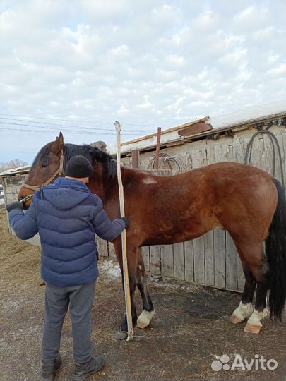 Жеребец Орловский рысак