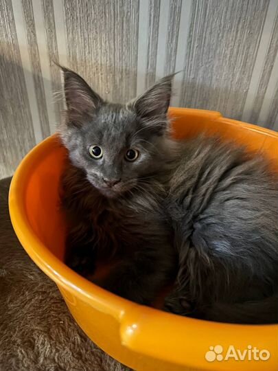 Котёнок Мэйн Кун