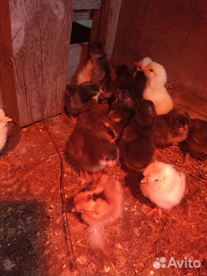 Цыплята от домашних кур. Возраст 5 суток