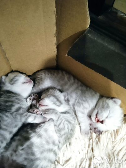 Шотландские котята