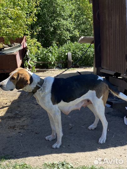 Щенок Русской Пегой Гончей