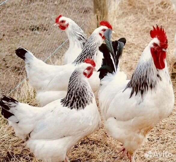 Яйца куриные инкубационные