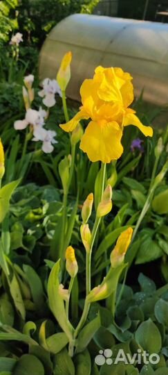 Садовые многолетники.Хоста, мускари и другие