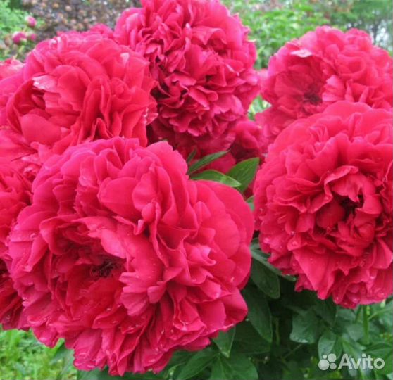 Цветы пионы