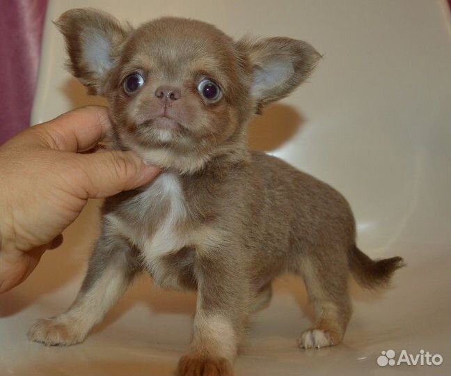 Лиловые мальчишки, есть и девочки, к/ш и д/ш