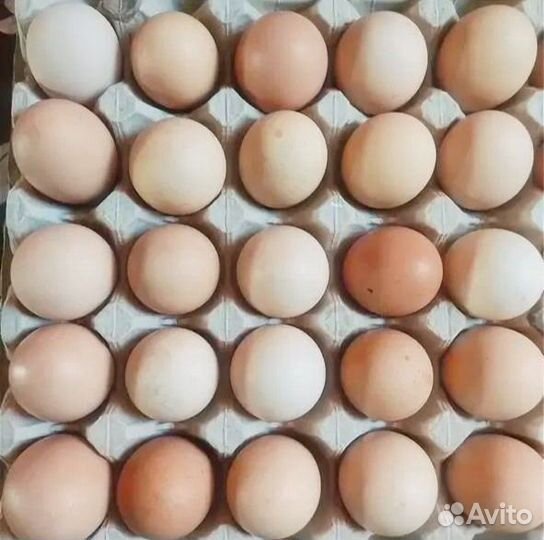 Куриные Инкубационные Яйца