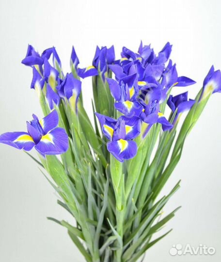 Ирисы