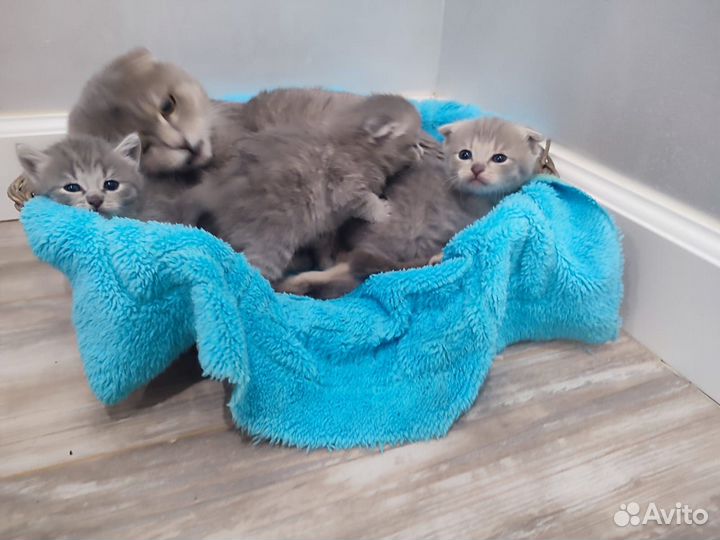 Котята от вислоухой кошечки