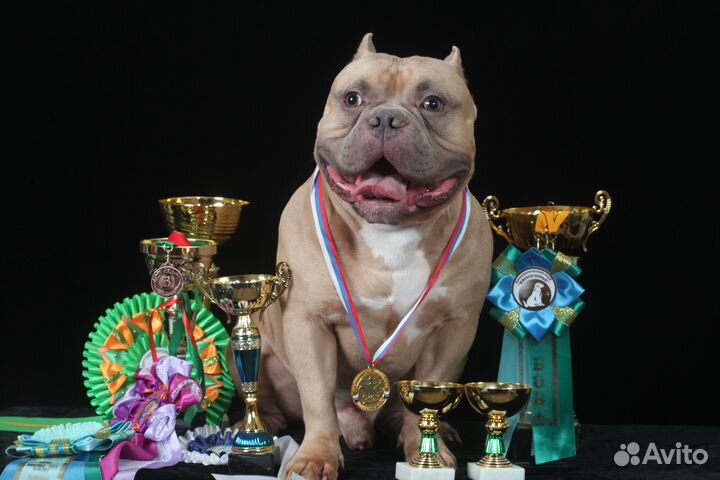 Американский булли вязка