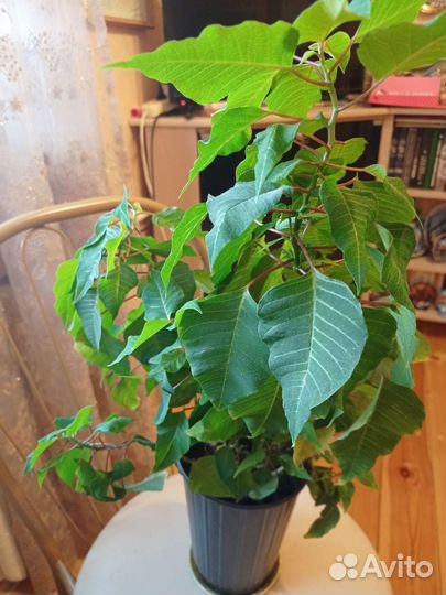 Рождественская звезда