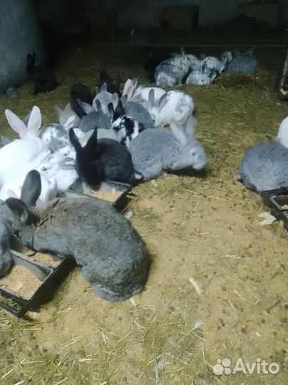Продам кроликов