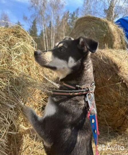 Собака щенок девочка чёрная белая бесплатно