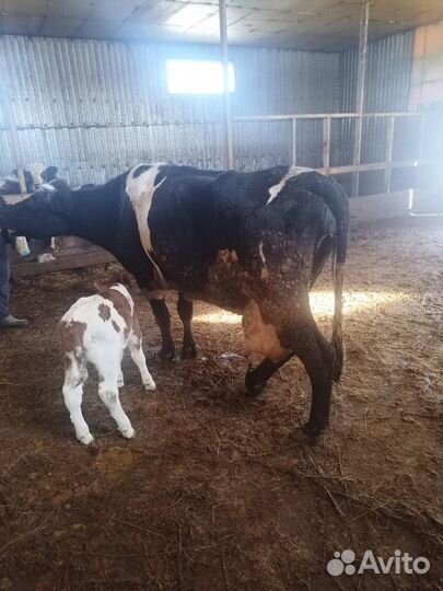 Корова стельная дойная нетел быки телята