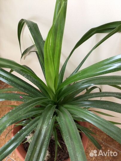 Пальма панданус