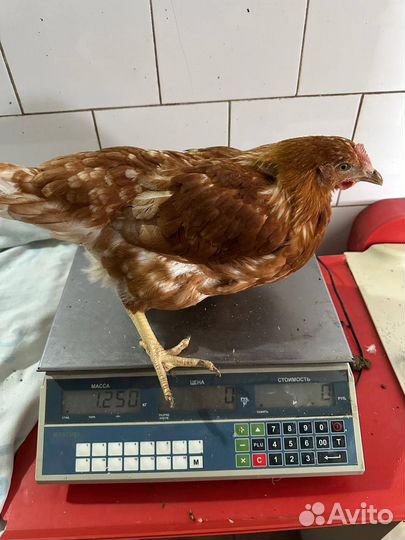 Куры Несушки