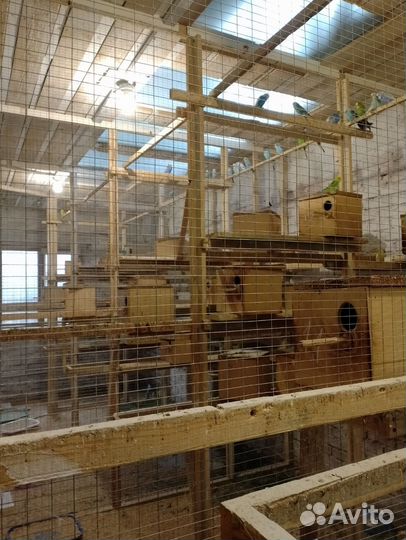 Волнистые попугаи