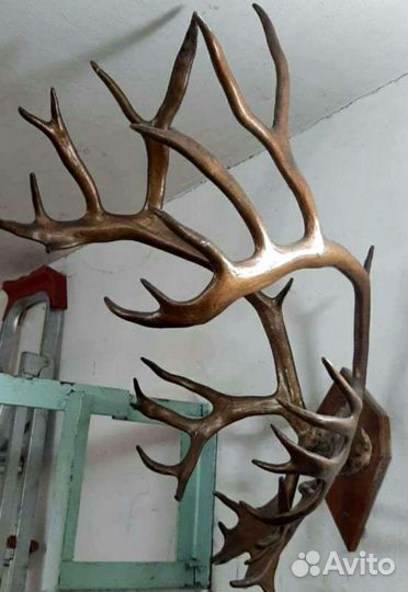 Рога оленя