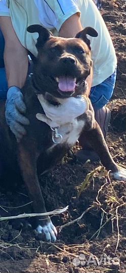 Стаффордширский терьер в добрые руки