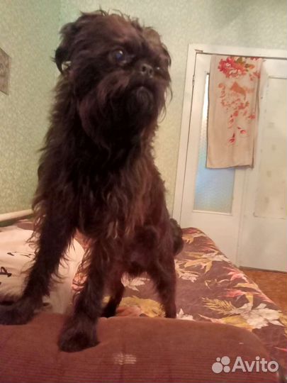 Вязка собак, бельгийский грифон