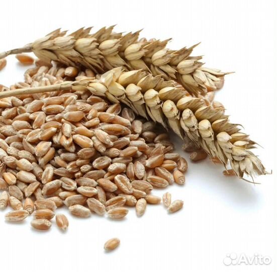Пшеница