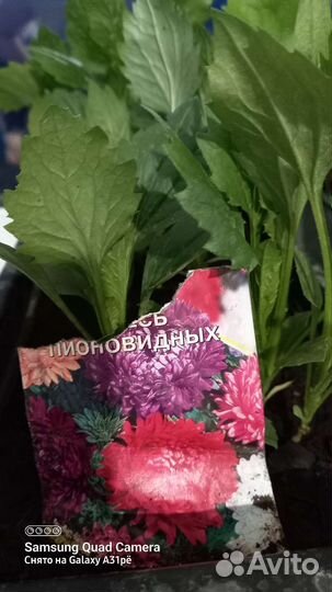 Рассада астр