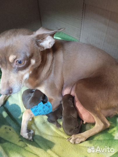 Мини той-терьер