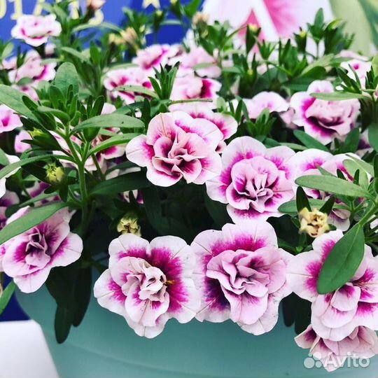 Черенки калибрахоа